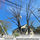 Martel Crane Service & Tree Removal - 28.05.21