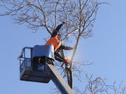 Greenwood Tree Service - 27.04.21