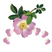 Flora-Apotheke - 03.06.21
