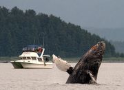 Whale Watch Alaska - 23.02.19