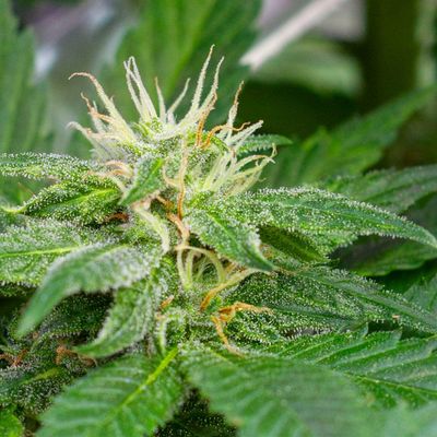 Medical Marijuana Dispensary | Liberty Health Sciences - 25.04.19