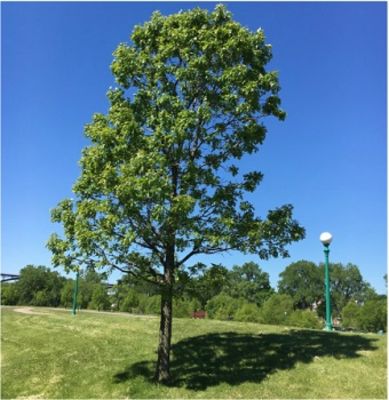 Tree Service Minneapolis - 06.06.18