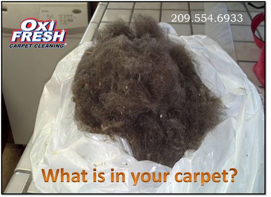 Oxi Fresh Carpet Cleaning - 22.08.13