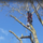 Affordable Montgomery Tree Service - 25.11.20