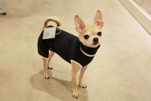 PuppyStar Boutique & Spa - 12.02.13
