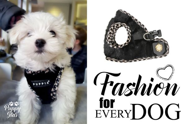 PuppyStar Boutique & Spa - 22.11.15