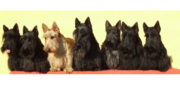 Schultes Scottish Terriers - 16.09.23