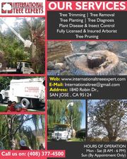 International Tree Experts | Commercial & Residential Tree Trimming in San Jose - 12.09.17