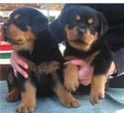 AKc Rottweiler male and Female puppies for sale - 10.11.18